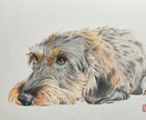 写真をもとにペットの似顔絵を描きます ペット、人物など色鉛筆でA3サイズに描きます。 イメージ5