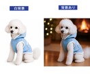 平置き写真からペット着用画像を作成します ペット服販売の商品ページに。平置き写真で作成可能。 イメージ5