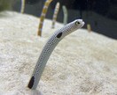 広告など様々な用途向け写真素材をご用意しております 植物、風景、水の生き物たちの美しい素材を活かしてます イメージ9