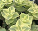 印象に残る季節の草花の写真を提供します 自然の色とりどりの草花で、より鮮やかな日常にします イメージ2