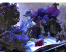アクアリウムのレイアウトや疑問に答えます 本物のアクアリウムについてお伝えします。 イメージ5