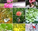 女性目線の写真(主に近畿)販売いたします 主に京都や関西で撮った観光地や自然の写真を販売致します。 イメージ2