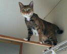 癒しのヒーリングをさせていただきます こたらは正規版です、ほかにお試し版があります。 イメージ7