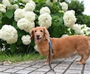 生成AIでペットの写真を映像にします 大切な人やペットとの思い出を、写真1枚から感動的な映像に！ イメージ2