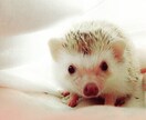 ハリネズミの飼い方からコツまで全てお教えします ハリネズミについて気になる全ての方へ♩ イメージ1