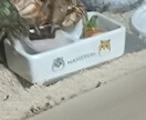 アクアリウム初心者向けアドバイスできます お魚飼育について悩んだらぜひお気軽に！ イメージ4