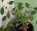 お客様の心が軽くなるお話し相手になります お客様の毎日が楽しくなりますように☺️ イメージ10
