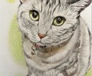 ペットの似顔絵お描きします 写真をもとに、色鉛筆の温もりあるタッチでお描きします イメージ2