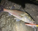 ルアー釣りの「いろは」お伝えします 【最長15日】実体験を基にお答えします！ イメージ7