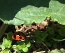 風景写真の素材を提供します 爽やかな自然など…ご要望があれば相談下さい！ イメージ5