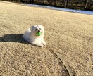 パニック障害、予期不安のある方いつでも対応します 発作になりそうな時、なっている時に話せる苦しい時専用チャット イメージ1