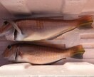 釣りに関してあらゆるノウハウやテクニックを教えます 釣り初心者向けにあらゆるノウハウやテクニックを教えます。 イメージ2