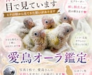 あなたの愛鳥オーラを画像にします 鳥のオーラにも、飼い主様へのメッセージが隠されています イメージ1