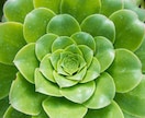 人生に役立つ、一つの矛と盾をお教えします 生まれてから死ぬまで人に大きな影響を与えるサルマネの力とは？ イメージ1