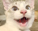 可愛い猫の写真よろしくおねがいします 可愛い猫の写真ですよろしくお願い致します イメージ2