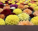5日あなたの心に寄り添います 雑談、愚痴、現状報告を友達感覚で、やり取りしましょう♡ イメージ1