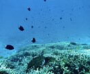 沖縄移住のための事前準備教えます ブライダル業を卒業し、憧れの沖縄へ移住しました！ イメージ8