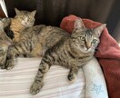 猫の飼い方相談に乗ります 動物看護師が丁寧にアドバイスします イメージ4