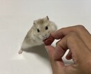 YouTuber紹介ブログ記事を作成します 今回はsatsunoko様用・第2弾となります イメージ2