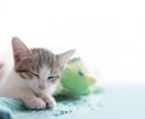 ボリューム版ペットからのメッセージをお届けします 大事なパートナー家族である動物たちのメッセージを聞きたい方へ イメージ2