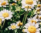 生年月日不要✨霊感・霊視鑑定をお電話でいたします ✨人生好転！自分らしく生きるためのカウンセリング✨ イメージ9