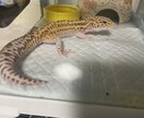 爬虫類愛、語りたい方。ひたすら聞きます 可愛がっているうちの子自慢でも大歓迎です。 イメージ3
