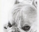 ペット・動物の似顔絵【鉛筆画】を作成します 【納品6月〜】犬猫小鳥うさぎなど、プレゼント用や自分用に。 イメージ2