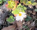 寂しい時、希死念慮が来た時に話を聴きます 近所のおばちゃんみたいにお気軽にどうぞ。癒し系ボイス。 イメージ4