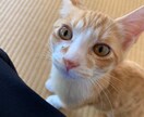 愛猫の日常、提供します cat life♡♡♡   トラ　ゴマ　ムギ イメージ3