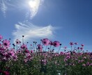ひよっこ占い師の練習相手探してます 占いの練習に付き合ってください。 イメージ1