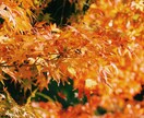 バズり経験あり！！！素敵な写真に仕上げます ご要望通りのレタッチで写真をさらに素敵なものにします♪ イメージ5