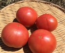 自然栽培・有機栽培による野菜の作り方を教えます 無農薬・無肥料又は有機肥料・固定種による野菜栽培を伝授 イメージ4
