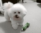 ペットのお話を聞かせて頂いてます うわさ話や自慢話など、気軽にお話下さい。 イメージ6