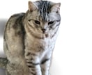 ペットが入る開運花文字アート制作します 愛犬・愛猫のお写真から世界に一つの吉兆アートをお描きします イメージ7