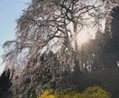 生活の中で撮れる自然な写真を提供ます 初心者ならではの自然な視点での写真です イメージ6