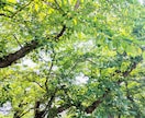 仕事、人間関係、家族、etc魂におききします 【個人情報不要】ご質問を魂におききします イメージ2