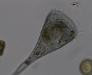 プランクトンの顕微鏡写真を提供します 元生物教師がミジンコやボルボックスの綺麗な写真を撮りました イメージ5