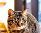 中高年の皆様に向けた（男女）心の悩みをお聞きします 愚痴や悩みを誰かに話してみたいあなたへ【秘密厳守】 イメージ3