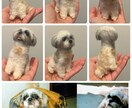 羊毛フェルトで手乗りペットちゃんをお作りします 羊毛在庫の確認の為、ご購入前にお問い合わせ下さいませ。 イメージ10
