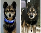 大切な愛犬さんをお作りします 世界にたった一つ♡うちのコ羊毛フェルト♡ イメージ3