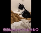 動画のテロップ入れます 動画のカット・テロップをファイナルカットプロで作成します。 イメージ3