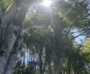 香りを添えて、お話聴きます 正解を求めず、そのままのあなたの話を聴かせてください イメージ1