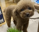 尊い愛犬・愛猫ちゃんをポップなイラストにします 名前・背景も含めて1枚で2500円になります イメージ2