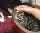 子育て、猫ちゃんのお世話の悩みを解決に近づけます 猫ちゃんの世話や子供を育てた経験の中で、相談に乗ります イメージ1