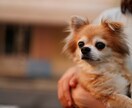 最高画質×女性同行。元チワワ飼い主が可愛く写します 女性同行可で安心。6100万画素の描写で一生モノの写真を。 イメージ4