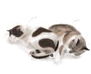 ペットの似顔絵を可愛くデジタルで描きます プレゼントを考えている方や、ペットの姿を残したい方へ イメージ1