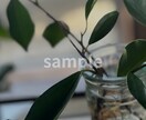 暮らしに映えるCanvaテンプレートを作成します SNS投稿をナチュラルでおしゃれに整えたい方へ イメージ3