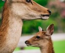 思い出を形に残すペット撮影致します プロ品質で愛犬・愛猫の一瞬を美しく イメージ4