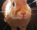 うさぎの写真提供します 可愛いうさぎさんの写真提供します！ イメージ3