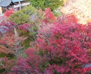 桜、紅葉など京都の動画、写真、レポート代行します 京都の気になるお店、場所確認代行　まずはなんでもご相談 イメージ6